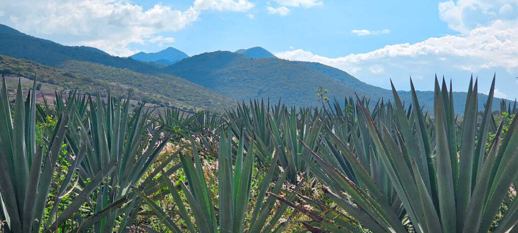 Agave Farm in Matatlán, Oaxaca