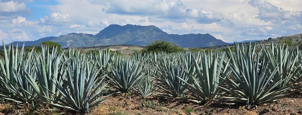 Mezcal Products